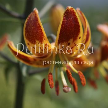 Лилия мартагон Sunny Morning (Lilium martagon Sunny Morning)
