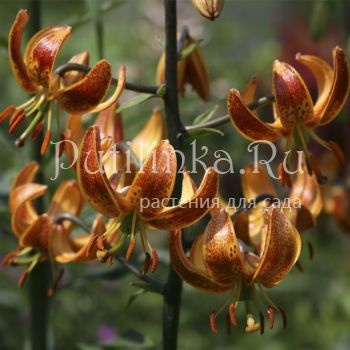 Лилия мартагон Sunny Morning (Lilium martagon Sunny Morning)