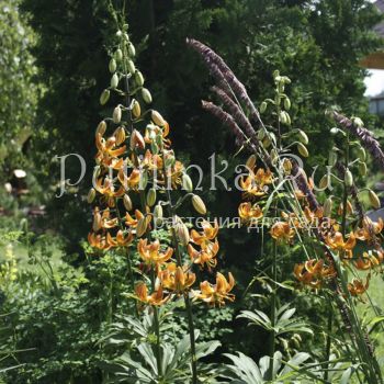 Лилия мартагон Sunny Morning (Lilium martagon Sunny Morning)