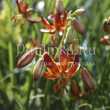 Лилия мартагон Sunny Morning (Lilium martagon Sunny Morning)
