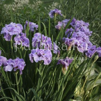 Ирис сибирский Pink Parfait (Iris sibirica Pink Parfait)