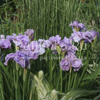 Ирис сибирский Pink Parfait (Iris sibirica Pink Parfait)