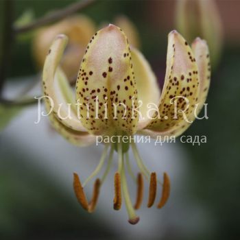 Лилия мартагон Guinea Gold (Lilium martagon Guinea Gold)