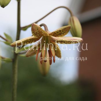 Лилия мартагон Guinea Gold (Lilium martagon Guinea Gold)