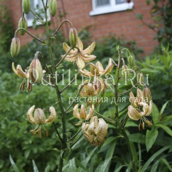 Лилия мартагон Guinea Gold (Lilium martagon Guinea Gold)