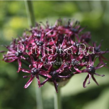 Лук темно-пурпуровый  (Allium atropurpureum)