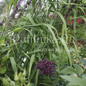 Лук темно-пурпуровый  (Allium atropurpureum)