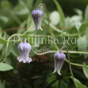 Клематис волосатый разновидность шотландский (Clematis hirsutissima var.scottii)