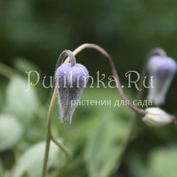 Клематис волосатый разновидность шотландский (Clematis hirsutissima var.scottii)