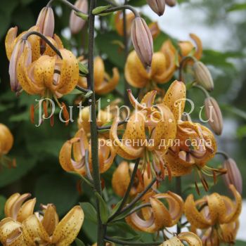 Лилия мартагон Terrace city (Lilium martagon Terrace city )