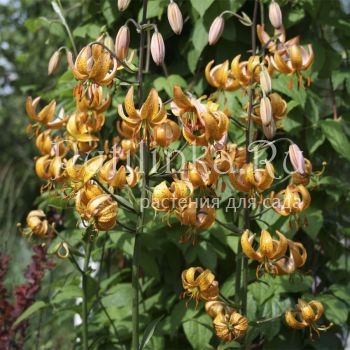 Лилия мартагон Terrace city (Lilium martagon Terrace city )