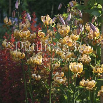 Лилия мартагон Terrace city (Lilium martagon Terrace city )