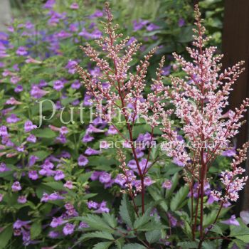 Астильба Look at Me (Astilbe Look at Me)