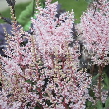 Астильба Look at Me (Astilbe Look at Me)