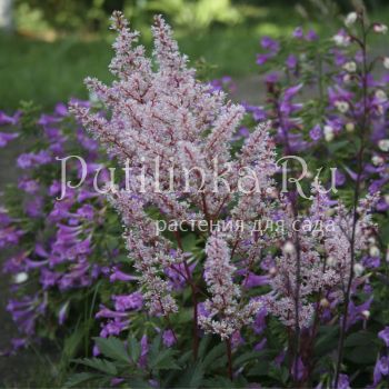 Астильба Look at Me (Astilbe Look at Me)