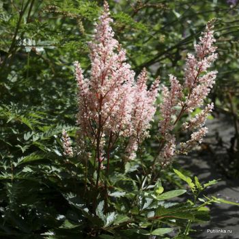 Астильба Look at Me (Astilbe Look at Me)