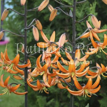 Лилия мартагон Orange Marmelade (Lilium martagon Orange Marmelade)