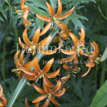 Лилия мартагон Orange Marmelade (Lilium martagon Orange Marmelade)