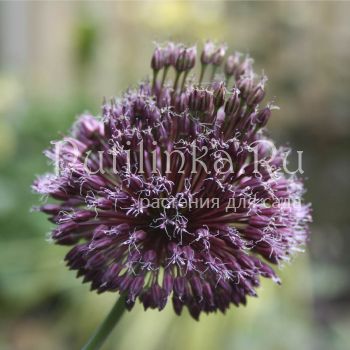 Лук Forelock (Allium Forelock)