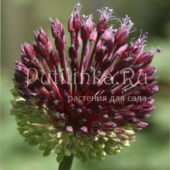 Лук Forelock (Allium Forelock)