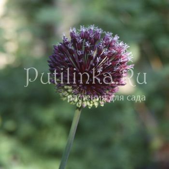 Лук Forelock (Allium Forelock)