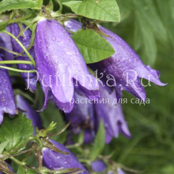 Колокольчик точечный (Campanula X “Kent Bells”)