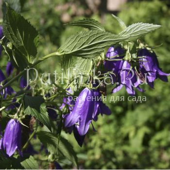 Колокольчик точечный (Campanula X “Kent Bells”)