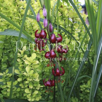 Лилия мартагон Черный принц (Lilium martagon Black Prince)
