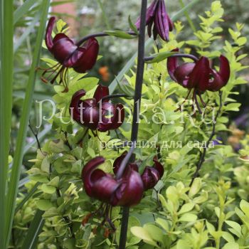 Лилия мартагон Черный принц (Lilium martagon Black Prince)