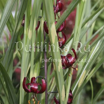 Лилия мартагон Черный принц (Lilium martagon Black Prince)