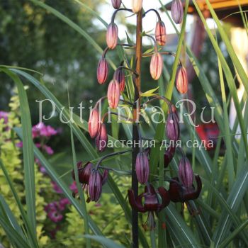 Лилия мартагон Черный принц (Lilium martagon Black Prince)