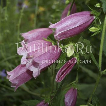 Колокольчик Такесима (Campanula takesymana)