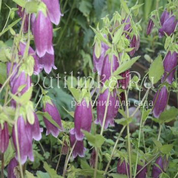 Колокольчик Такесима (Campanula takesymana)