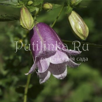 Колокольчик Pantalons ( Campanula X  Pantalons)