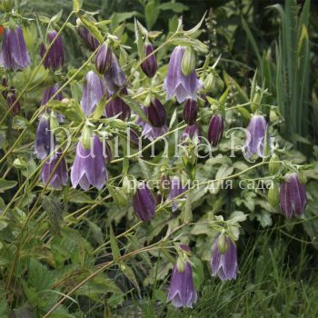 Колокольчик Pantalons ( Campanula X  Pantalons)