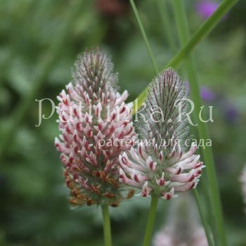 Клевер красноватый Peach Pink (Trifolium rubens Peach Pink)