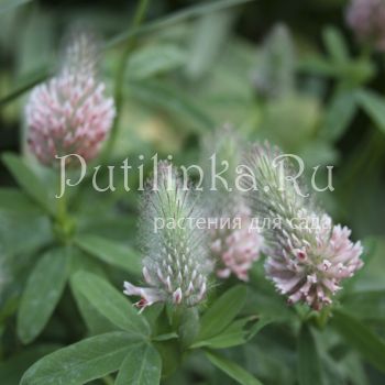 Клевер красноватый Peach Pink (Trifolium rubens Peach Pink)