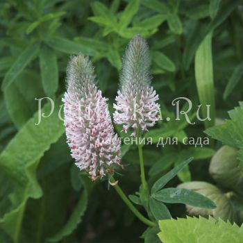 Клевер красноватый Peach Pink (Trifolium rubens Peach Pink)