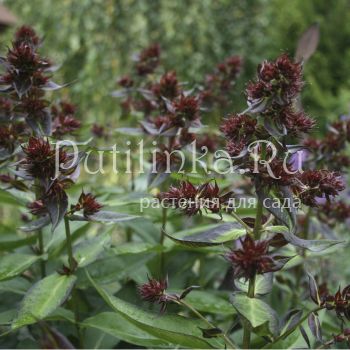 Флокс Feelings (Phlox Feelings)