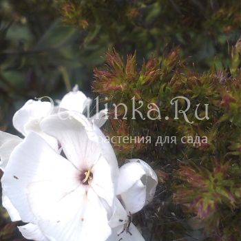 Флокс Feelings (Phlox Feelings)