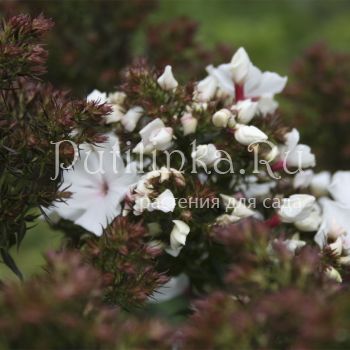Флокс Feelings (Phlox Feelings)