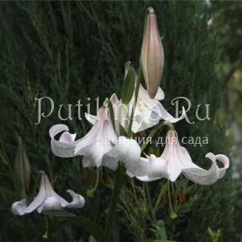 Лилия Lankon (Lilium Lankon)