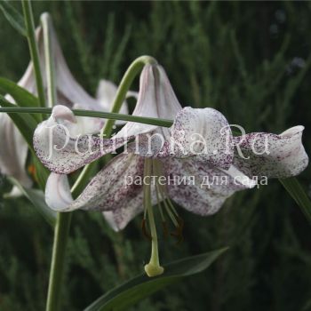 Лилия Lankon (Lilium Lankon)
