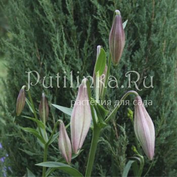 Лилия Lankon (Lilium Lankon)