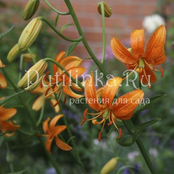Лилия двурядная ( Lilium distichum)