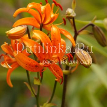 Лилия двурядная ( Lilium distichum)