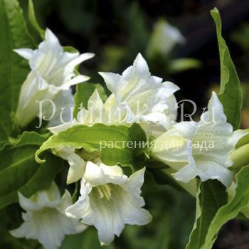 Горечавка ластовневая ф.белая (Gentiana asclepiadea var.Alba)