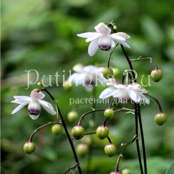 Анемонопсис крупнолистный (Anemonopsis macrophyllum)