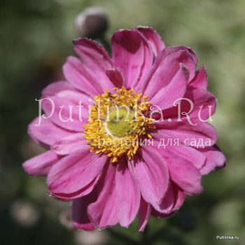 Анемона японская Pamina (Anemone japonica Pamina)