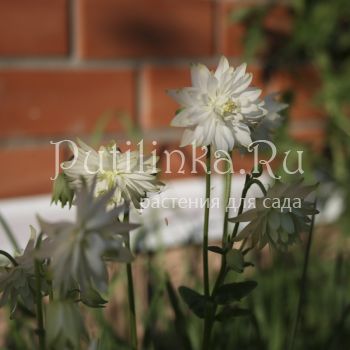 Аквилегия обыкновенная Восточная сладость (Aquilegia vulgaris)